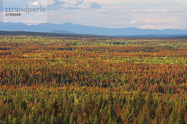 Luftaufnahme der Berg-Kiefer Käfer Befall in der Region Cariboo von British Columbia  Kanada