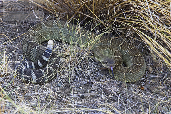 Klapperschlangen im Grasland von British Columbia  Kanada