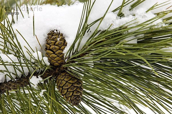 Detail der Rote Kiefer (Pinus Resinosa)  Nadeln und Zapfen im frischen Schnee  lebhafte  Ontario