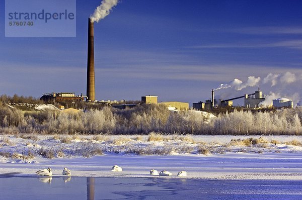 Vale INCO Superstack mit Blick auf Junction Creek mit ruhelosigkeit Trompeter Schwäne  Sudbury  Ontario  Kanada