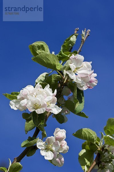 Nahaufnahme der Apfelblüten  Vancouver Island  British Columbia  Kanada