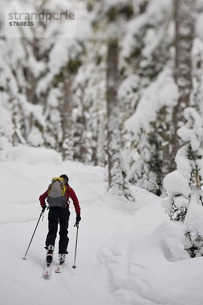 Eine junge weibliche Telemark-Skifahrer-Uptracking in Rogers Pass  British Columbia  Kanada