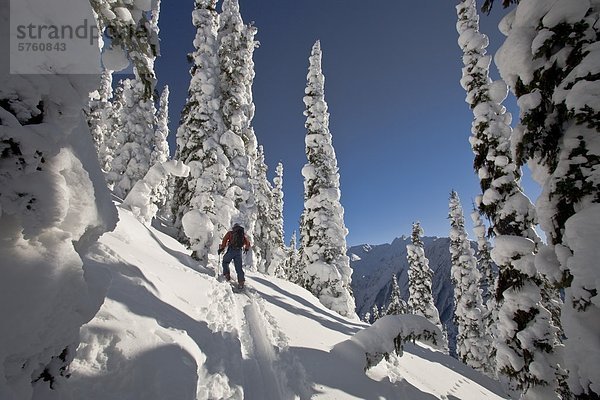 Ein Telemark-Skifahrer-Uptracking am Rogers Pass  Glacier Nationalpark  British Columbia  Kanada