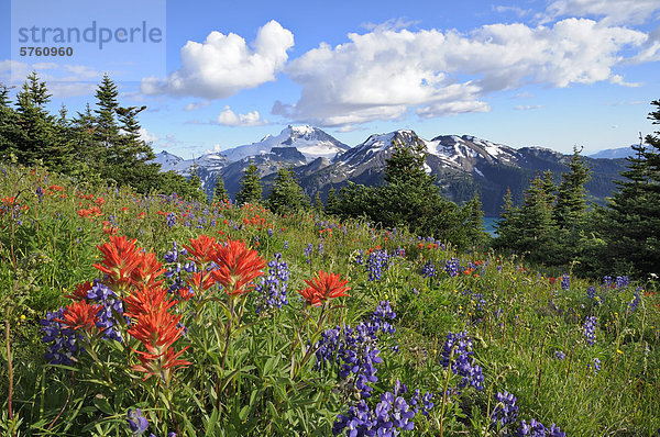 Bereich der Wildblumen  Garibaldi Provincial Park  British Columbia  Kanada