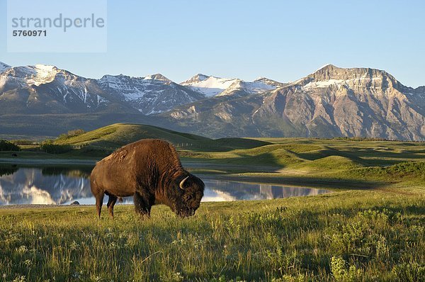 Ebenen Bison (Bison Bison Bison)  Waterton-Lakes-Nationalpark  Alberta  Kanada