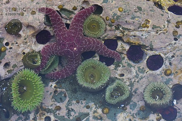 folgen füllen füllt füllend Meer Insel Gezeiten Anemone British Columbia Kanada Seestern Vancouver Westküste