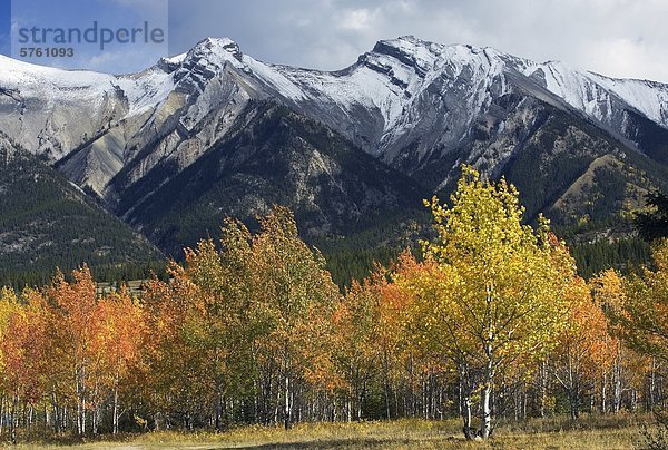 Herbstfarben Mount William Booth zu einem Zeitpunkt Prediger des Kootenay Plains  Alberta  Kanada