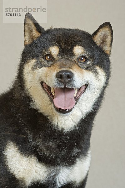 Porträt von Erwachsenen männlichen Shiba Inu Hund