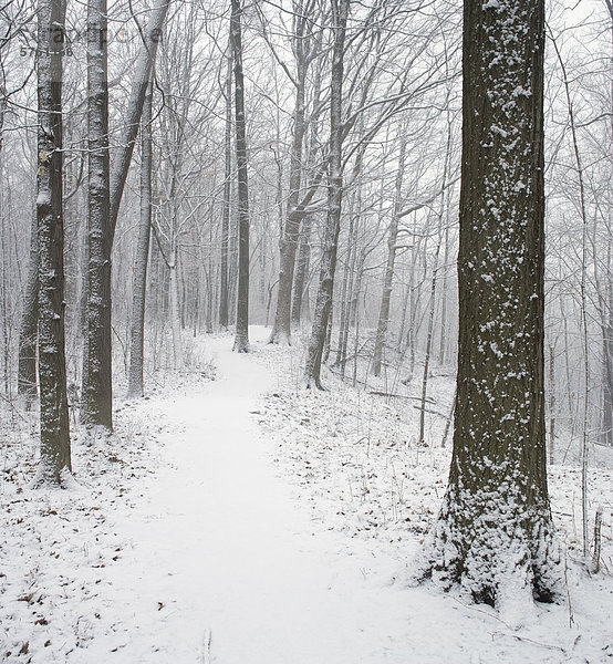 Carolinian Wald im Winter  Niagara Glen Nature Reserve  Niagara Falls  Ontario  Kanada