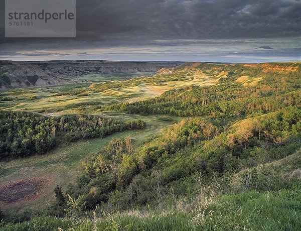 Chemische Island Buffalo Jump Provincial Park  Alberta  Kanada