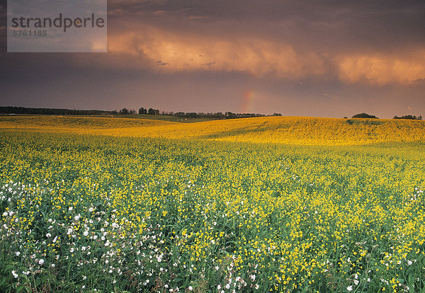 Raps und stürmischen Himmel in der Nähe von Regina  Saskatchewan  Kanada