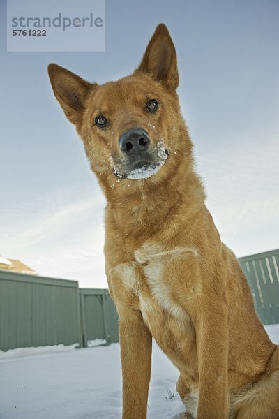 Porträt von Mischling Hund im freien im winter