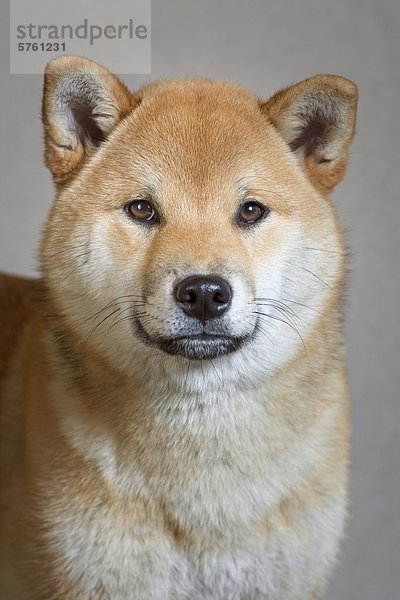 Porträt von Erwachsenen weiblichen Shiba Inu Hund