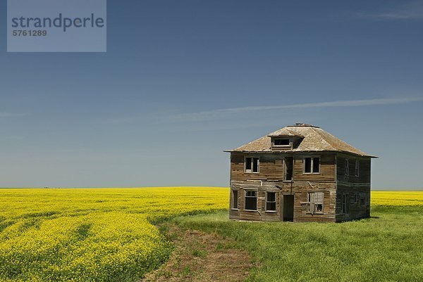 nahe Bauernhaus Feld verlassen Führung Anleitung führen führt führend Saskatchewan Kanada Canola