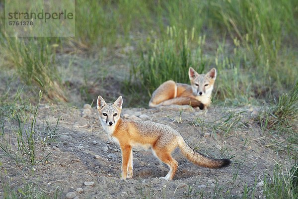 Der Nähe von ausgewachsenen rasche Fuchs Welpen in der Nähe ihrer Den  Saskatchewan  Kanada