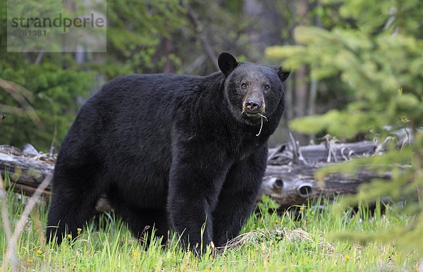 Große Erwachsene Schwarzbären (Ursus Americanus) Wandern im Feld  West-Kanada
