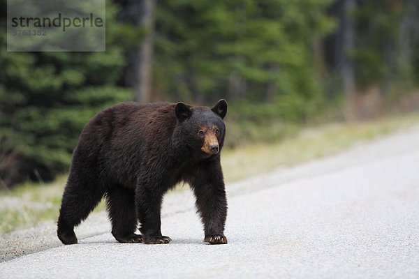 Zimt gefärbt Schwarzbär (Ursus Americanus Cinnamomum) zu Fuß über eine Straße  West-Kanada