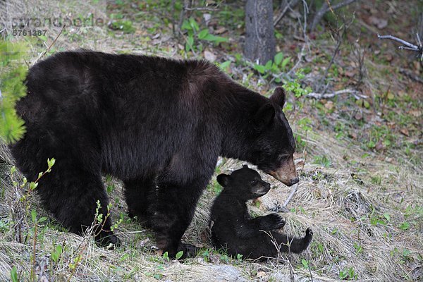Mutter Zimt Schwarzbär (Ursus Americanus Cinnamomum) mit ihrem Cub  West-Kanada