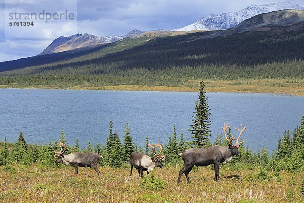 Woodland Caribou Bulls Nahrungssuche am Hang oberhalb Amethyst Seen im Tonquin Tal  Jasper-Nationalpark in Alberta  Kanada