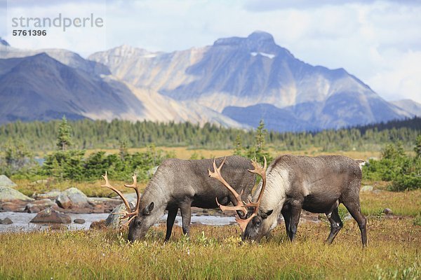 Woodland Caribou Bullen Nahrungssuche im Tonquin Tal  Jasper Nationalpark  Alberta  Kanada