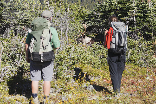 Backpacker gerade Woodland Caribou Bullen  Tonquin Tal  Jasper Nationalpark  Alberta