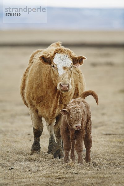 Kuh (Bos Taurus) und Kalb in Feld  Alberta  Kanada