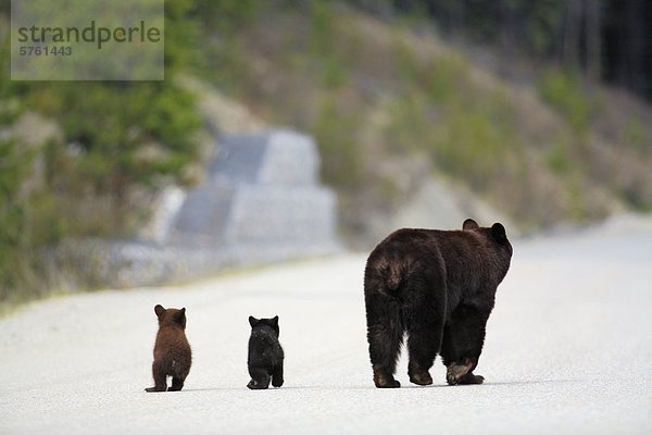 Schwarzbär (Ursus Americanus) säen mit zwei kleinen Jungen zu Fuß auf einer Straße  Kanada