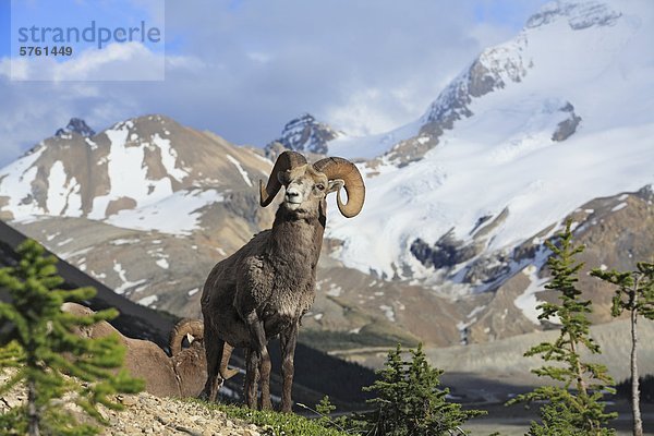 Das Dickhornschaf (Ovis Canadensis) ram mit Mount Athabasca im Hintergrund in der Nähe der Columbia Icefield  Jasper Nationalpark  Alberta  Kanada