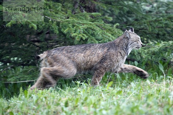 Wild Luchs (Lynx Canadensis)  die durch nasses Gras  Kanada