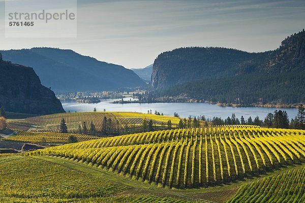 Blue Mountain Vineyard in Herbst  Okanagan Falls  Okanagan Valley  British Columbia  Kanada