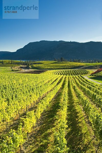 Blue Mountain Vineyard in Herbst  Okanagan Falls  Okanagan Valley  British Columbia  Kanada