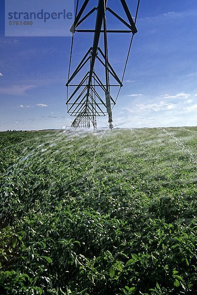Eine Mitte-Pivot-Bewässerungssystem bewässert Kartoffeln in der Nähe von Holland  Manitoba  Kanada