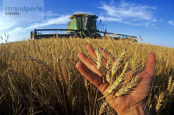 nahe Winter halten ernten reifer Erwachsene reife Erwachsene Bauer Weizen Kanada Manitoba