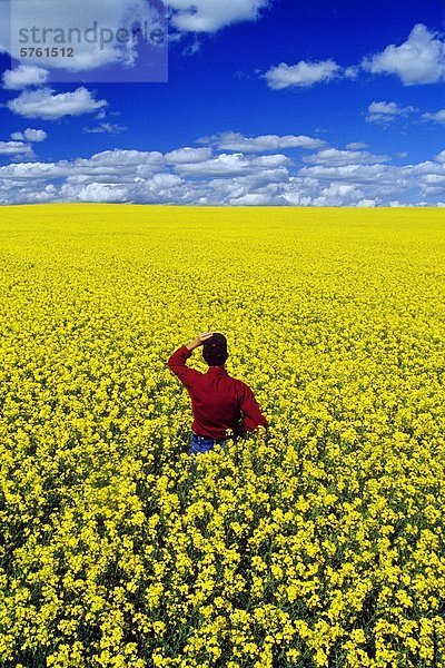 Ein Landwirt mit Blick auf den blühenden Raps Feld  die sich bis zum Horizont  Tiger Hügel  Manitoba  Kanada