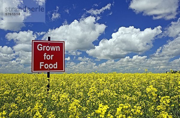 Gewachsen für Nahrung sign in Raps Feld nahe Carey  Manitoba  Kanada