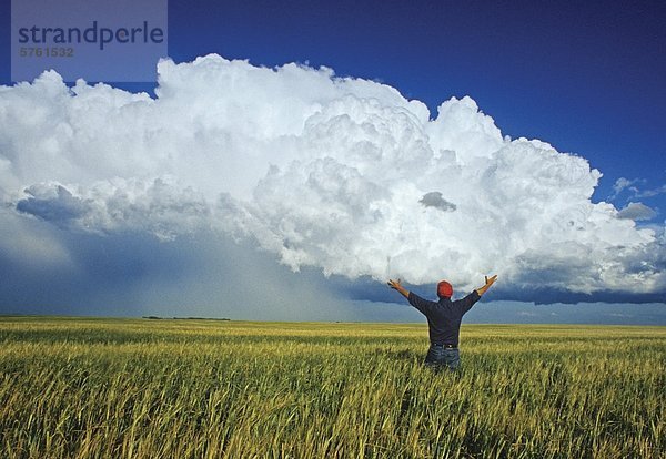 Ein Landwirt mit Blick auf ein Gerstenfeld mit einer Gesamtmasse von Kumulonimbus Wolke im Hintergrund in der Nähe von Bromhead  Saskatchewan  Kanada