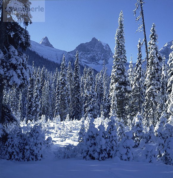 Winter im Kootenay National Park landschaftlich mit Schnee Schneebedeckte Bergspitzen des Brisco Range  Rocky Mountains  British Columbia  Kanada