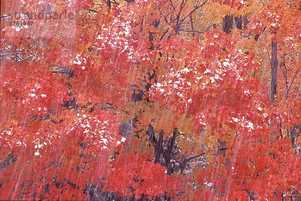 Herbstlaub der Rot-Ahorn (Acer Rubrum) im Schneesturm im Algonquin Provincial Park  Ontario  Kanada