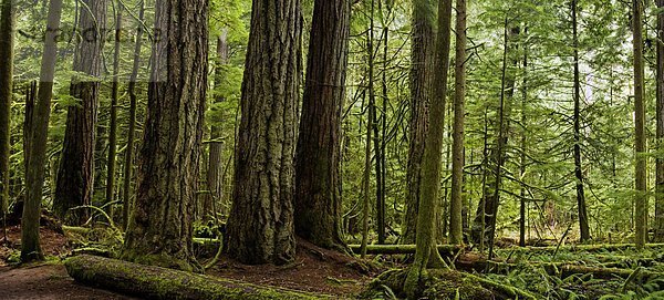 Riesenzedern und Farne in Cathedral Grove  MacMillan Provincial Park  Vancouver Island  British Columbia  Kanada