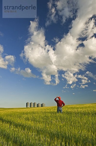 Ein Landwirt mit Blick auf seine Gerste Ernte mit Korn Lagerplätzen im Hintergrund und ein Himmel mit der Entwicklung von Gewitterwolken  Tiger Hügel  Manitoba  Kanada