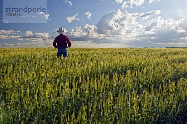 Ein Mann mit Blick auf eine Ernte von Gerste und ein Himmel mit der Entwicklung von Gewitterwolken  Tiger Hügel  Manitoba  Kanada