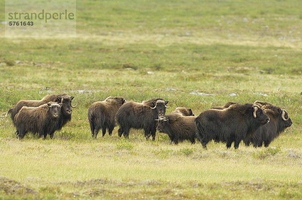 Moschusochse (Ovibos Moschatus) Herde in Sommer Tundra  Whitefish Lake  Nordwest-Territorien  Kanada
