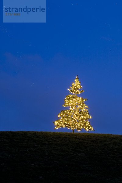 Ein einsamer Weihnachtsbaum Lichter auf einem Hügel eine interessante Design in Licht und Farbe schafft.