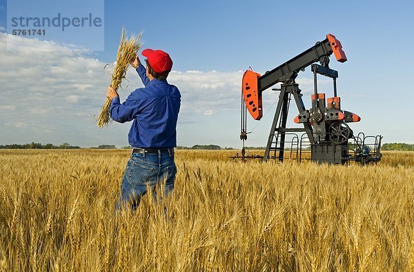 ein Mann untersucht reife Ernte bereit Weizen während Erdöl Tiefpumpe Pumpen Öl im Hintergrund  in der Nähe von Sinclair  Manitoba  Kanada