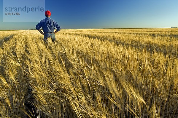 ein Landwirt mit Blick auf seine Reife Ernte bereit Gerste Ernte mit  in der Nähe von Carey  Manitoba  Kanada