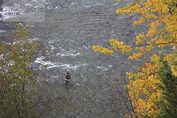 Fliegenfischer Angeln für Steelhead mit Herbstfarben  Bulkley River  British Columbia