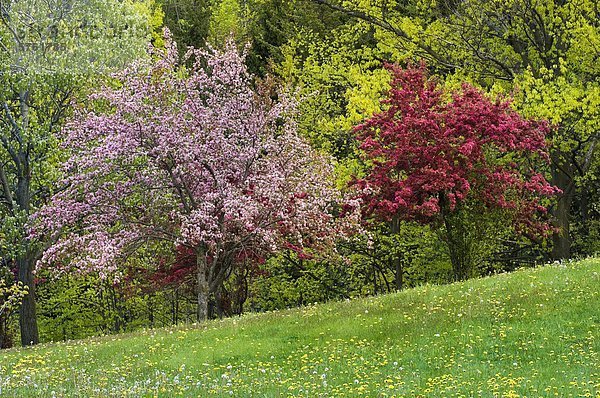 Frühlingsblüten in Kelso/Glen Eden Naturschutzgebiet entlang der Niagara-Schichtstufe in Halton Region in der Nähe von Milton  Ontario  Kanada.