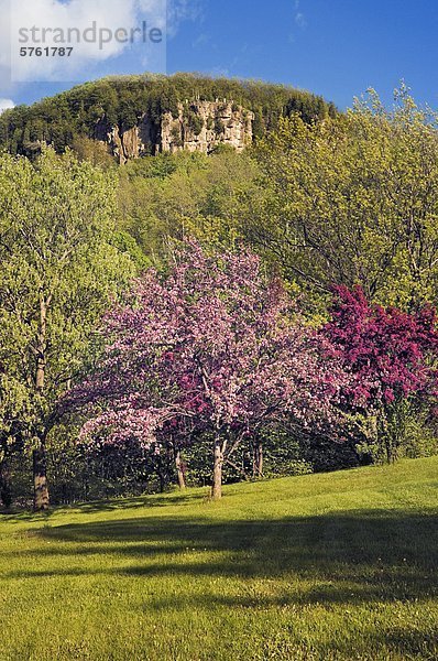 Frühlingsblüten in Kelso/Glen Eden Naturschutzgebiet entlang der Niagara-Schichtstufe in Halton Region in der Nähe von Milton  Ontario  Kanada.
