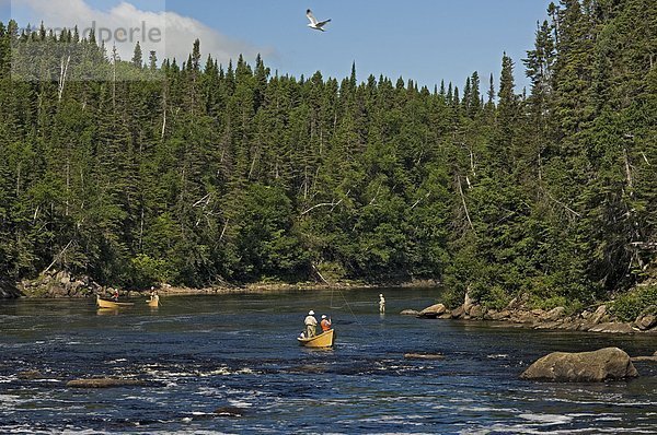 Angeln für Atlantischen Lachs im Juni auf dem oberen Humber River während der jährlichen Lachs Migration in Western Newfoundland  Neufundland und Labrador. Keine Freigabe.