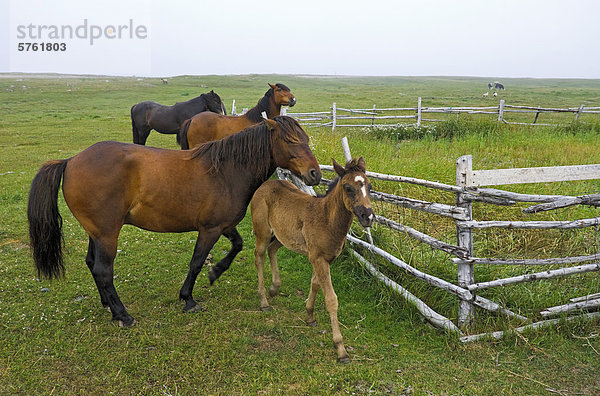 Pferde mischen sich in Gemeinschaft Weide im Dungeon Provincial Park in der Nähe von Cape Bonavista  Bonavista Halbinsel  östlichen Neufundland  Neufundland und Labrador  Kanada.